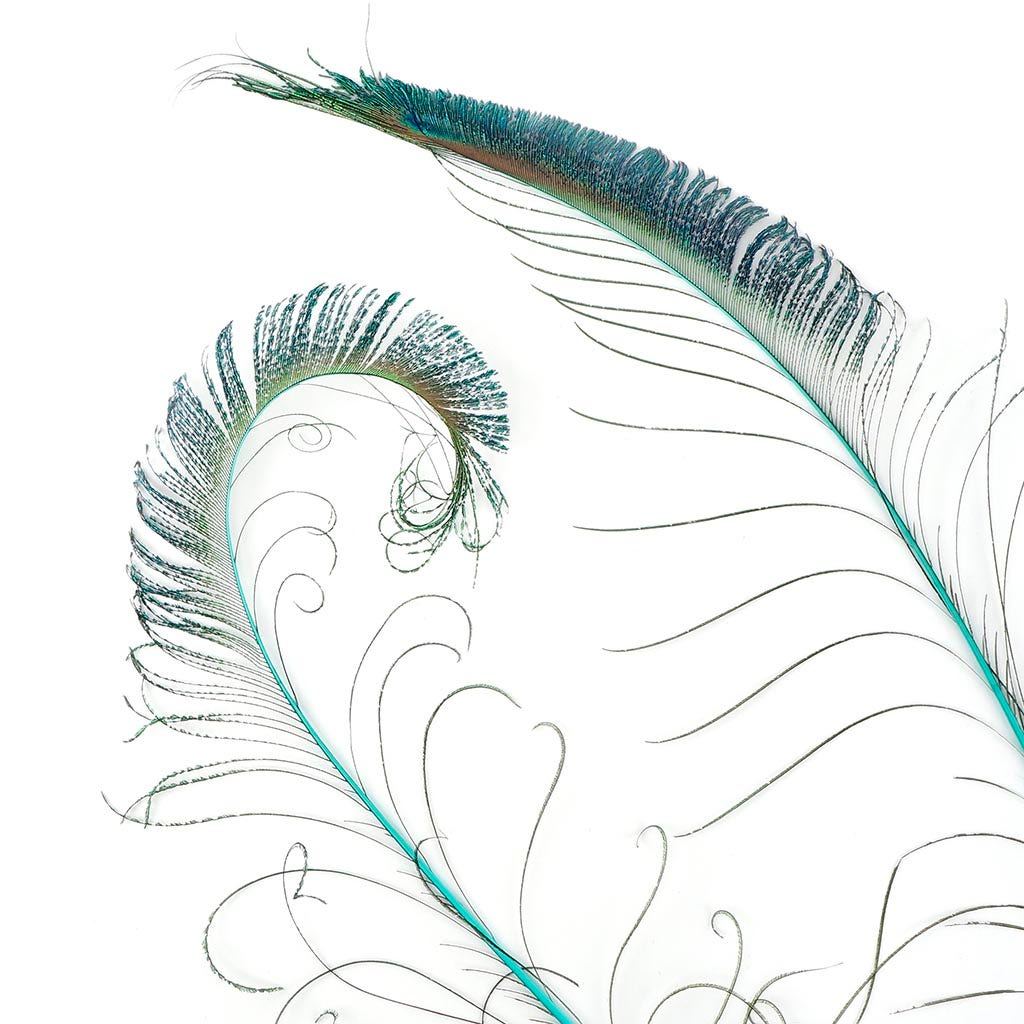 Peacock Swords Stem Dyed - Light Turquoise
