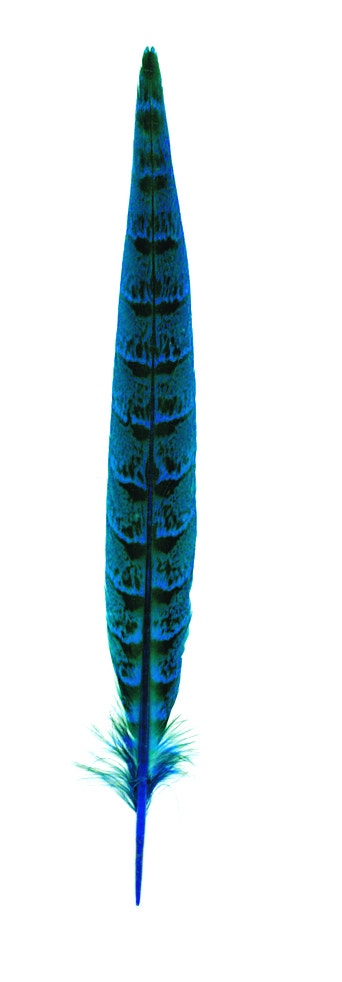 Pheasant Tails Assorted Bleached - Dark Turquoise