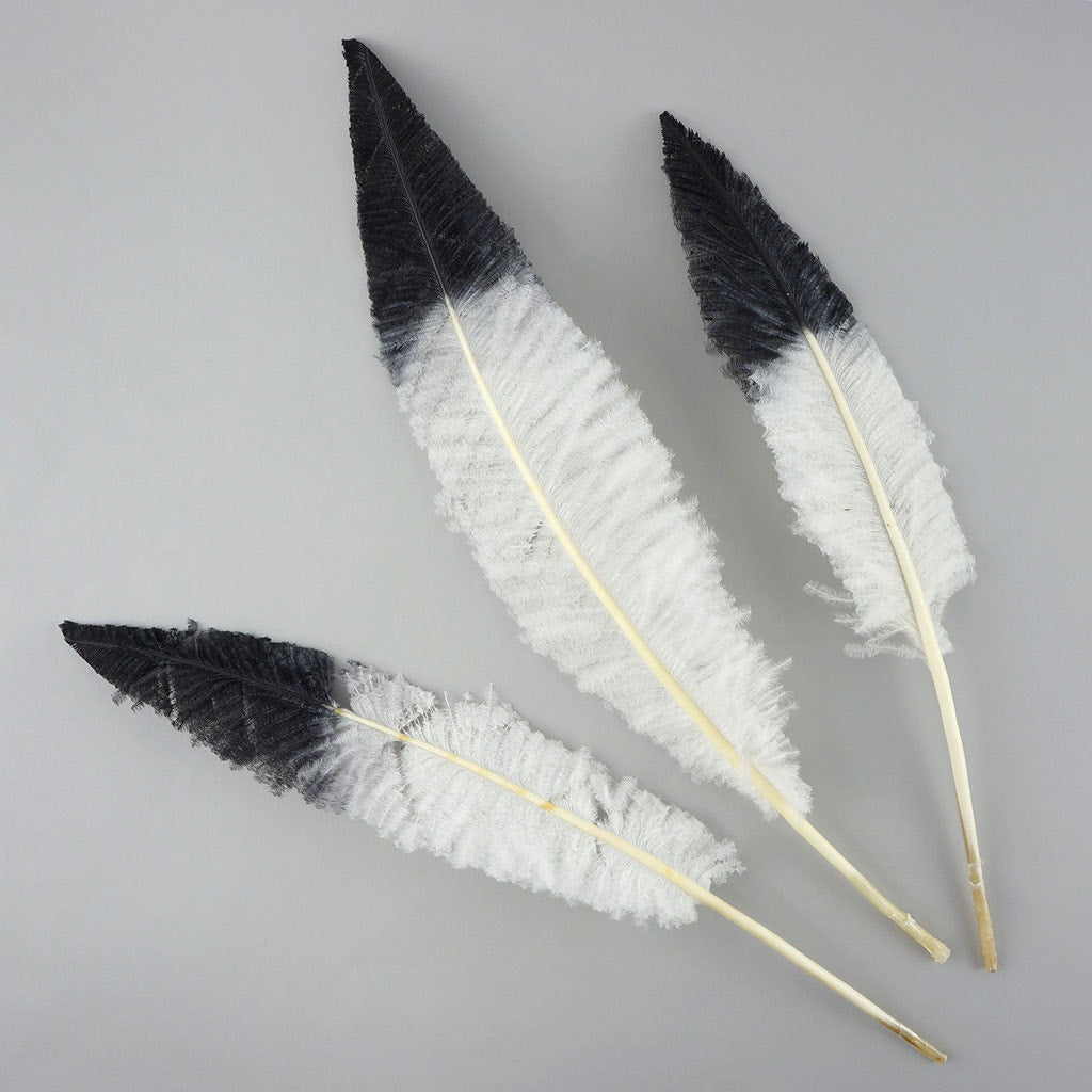 Ostrich Nandu Tipped Feathers Selected - White - Black