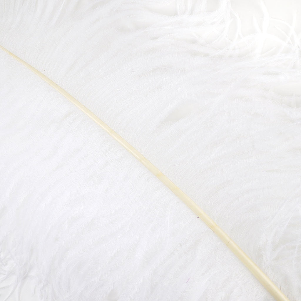 Large Ostrich Feathers - 20-25" Prime Femina Plumes - White