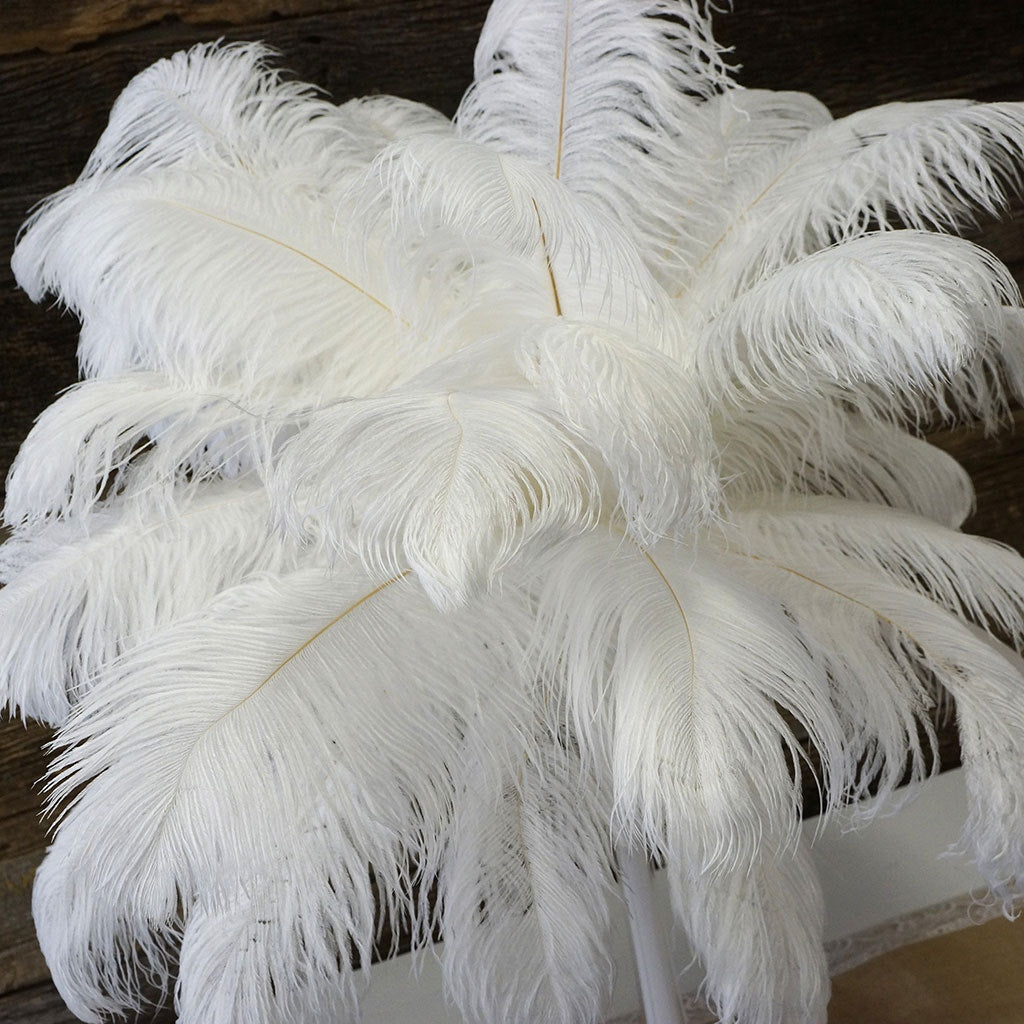 Large Ostrich Feathers - 17"+ Drabs - White