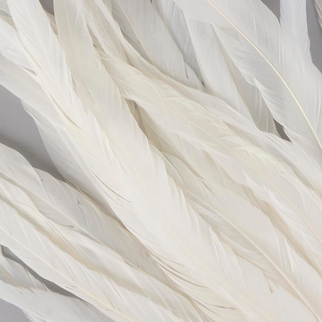Rooster Coque Tails White - 15 - 18" - 25pcs