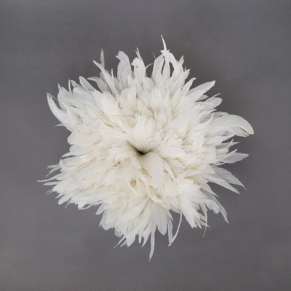 Rooster Coque Tails White-Dyed - White
