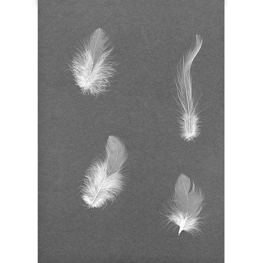 Loose Rooster Hackles Dyed - White