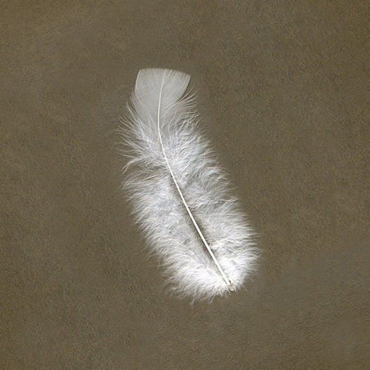 Loose Turkey Flats Dyed - White