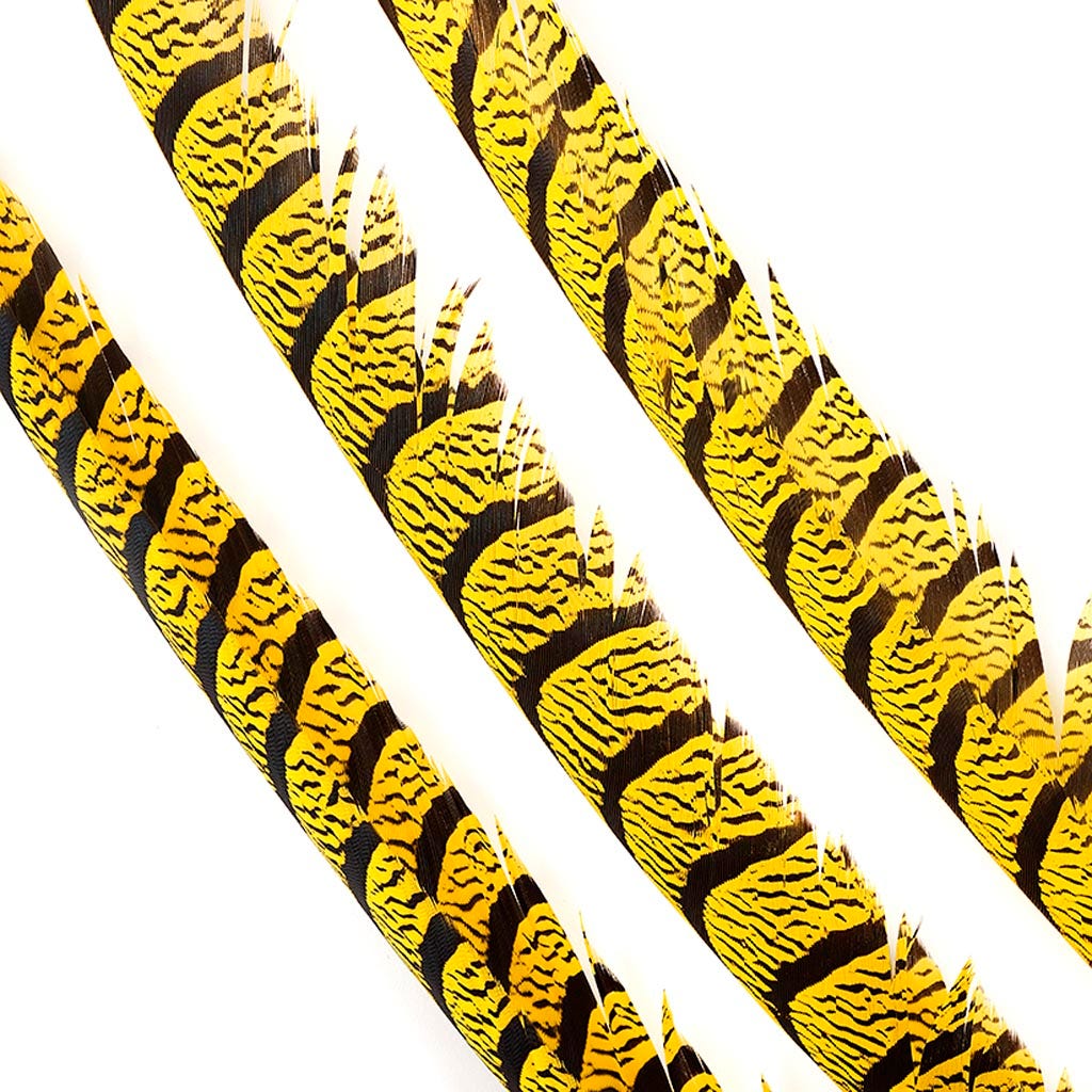 Lady Amherst Pheasant Tails - Yellow