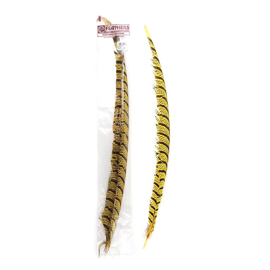 Lady Amherst Pheasant Tails - Yellow