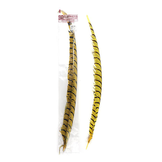 Lady Amherst Pheasant Tails - Yellow