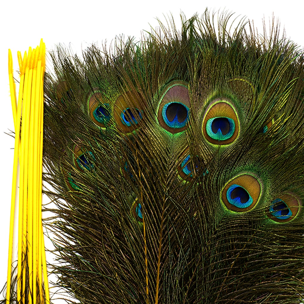 Peacock Tail Eyes Stem Dyed - 25-40 Inch - 100 PCS - Yellow