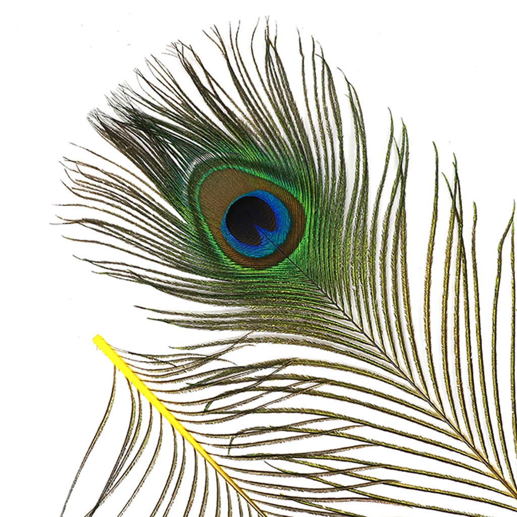 Bulk Peacock Eye Feathers (Full Eye) Stem Dyed 100 PC 8-15" - Yellow