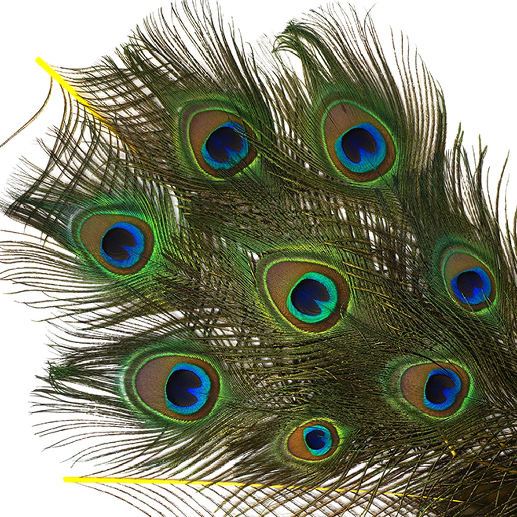 Bulk Peacock Eye Feathers (Full Eye) Stem Dyed 100 PC 8-15" - Yellow
