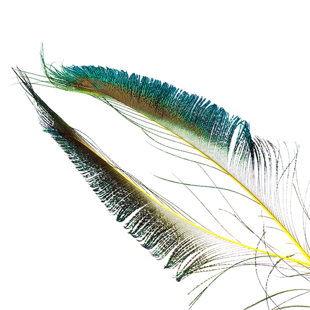 Peacock Swords Stem Dyed - Yellow